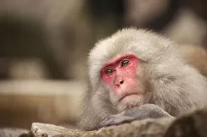 Images Dated 27th December 2018: Japanese macaque, Jigokudani, Nagano, Japan, Asia