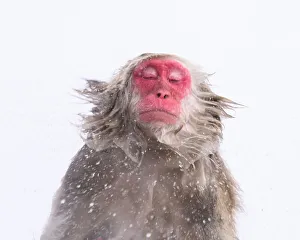 Macaca Fuscata Images Prints: Japanese Macaque (Macaca fuscats), Nagano, Japan, Asia