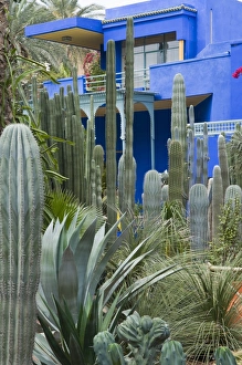 Jardin Majorelle, Marrakech, Morocco, North Africa, Africa Jardin Majorelle, Marrakech, Morocco, North Africa, Africa