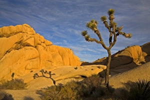 Contemporary Travel Destination Prints: Joshua Tree