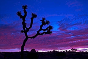 California Desert Scene Prints: Joshua tree at sunset