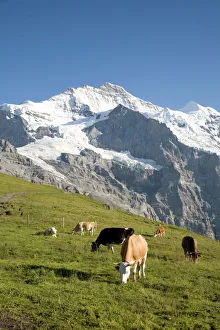 Jungfrau, Kleine Scheidegg, Bernese Oberland, Berne Canton, Switzerland, Europe Jungfrau, Kleine Scheidegg, Bernese Oberland, Berne Canton, Switzerland, Europe