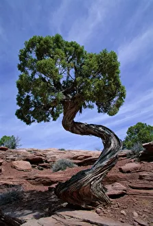 Utah Landscape Photography Prints: Juniper tree with curved trunk
