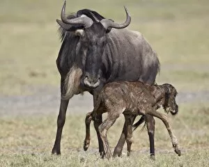 Animal Kingdom Collection: Just-born blue wildebeest (brindled gnu) (Connochaetes taurinus) standing for the first time