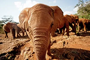 Juvenile elephants (Loxodonta africana) at the David Sheldrick Elephant Orphanage, Nairobi National Park, Nairobi Juvenile elephants (Loxodonta africana) at the David Sheldrick Elephant Orphanage, Nairobi National Park, Nairobi