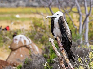 Images Dated 14th September 2023: Juvenile great frigatebird (Fregata minor), perched on a tree on North Seymour Island