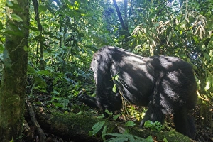 Kabukojo, dominant silver back gorilla (Gorilla gorilla beringei), Rushegura Group Kabukojo, dominant silver back gorilla (Gorilla gorilla beringei), Rushegura Group