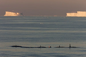 Killer whales (Orca) (Orcinus orca) in front of tabular icebergs, Southern Ocean Killer whales (Orca) (Orcinus orca) in front of tabular icebergs, Southern Ocean