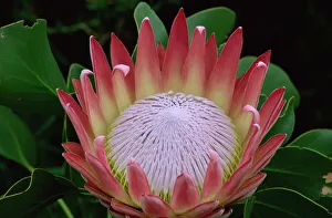 King protea (Protea cynaroides), Kirstenbosch Botanical Gardens, Cape Town King protea (Protea cynaroides), Kirstenbosch Botanical Gardens, Cape Town