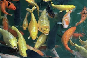 Prints of Koi carp fish in pool, Taipei, Taiwan, Asia Taiwan Prints: Koi carp print in a Taipei pool