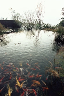 Prints of Koi carp fish in pool, Taipei, Taiwan, Asia Taiwan Prints: Koi carp print in a Taiwanese pool