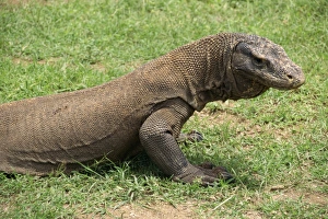 Komodo Dragon Indonesia Prints: Komodo Dragon