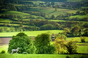 Lamb in spring, Winchcombe, The Cotswolds, Gloucestershire, England, United Kingdom, Europe Lamb in spring, Winchcombe, The Cotswolds, Gloucestershire, England, United Kingdom, Europe