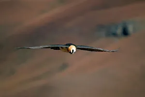 Lammergeier (bearded vulture) (Gypaetus barbatus) in flight Lammergeier (bearded vulture) (Gypaetus barbatus) in flight