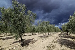 Spanish Countryside Views Prints: Landscape of dramatic storm clouds over olive trees