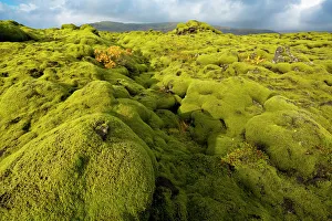 Landscape of lava covered in moss, South Iceland, Polar Regions Landscape of lava covered in moss, South Iceland, Polar Regions