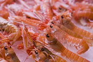 Food Photography Spain Prints: Langustines