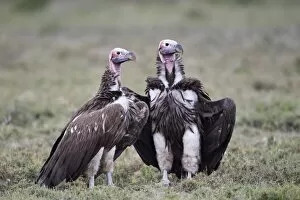 Animal Kingdom Collection: Lappet-faced vulture (Torgos tracheliotus) pair, Serengeti National Park, Tanzania, East Africa