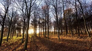 Images Dated 27th November 2013: Late afternoon winter sunlight shining through trees in woodland at Longhoughton, near Alnwick