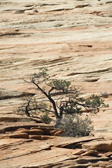 Arid Desert Environment Prints: _LEF4869