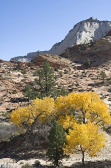 Zion National Park Photography Prints: _LEF4872