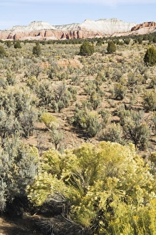 Desert Nature Photography Prints: _LEF5179