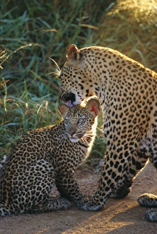 Images Dated 9th August 2008: Leopard and cub Print, Sabi Sands Wildlife Scene