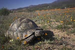 African Reptile Photography Prints: Leopard (mountain) tortoise