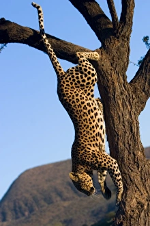 Leopard Print, Duesternbrook Private Game Reserve, Namibia