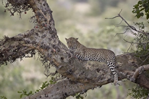 Prints of Leopard (Panthera pardus) in a fig tree, Kruger National Park, South Africa, Africa Images Dated 2013 March: Leopard Print in a Fig Tree, Kruger National Park