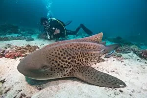 Images Dated 30th October 2014: Leopard shark, Dimaniyat Islands, Gulf of Oman, Oman, Middle East