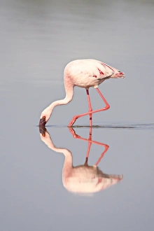 Lesser flamingo (Phoeniconaias minor) and reflection, Lake Ndutu, Serengeti National Park Lesser flamingo (Phoeniconaias minor) and reflection, Lake Ndutu, Serengeti National Park