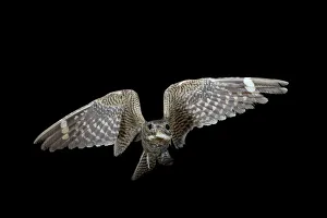 Lesser nighthawk (Chordeiles acutipennis) in flight, near Portal, Arizona Lesser nighthawk (Chordeiles acutipennis) in flight, near Portal, Arizona