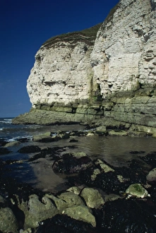 Great Britain Natural World Prints: Limestone cliffs, Thornwick Bay, Humberside, England, United Kingdom, Europe