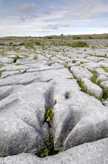 Irish Rock Formations Prints: Limestone pavement