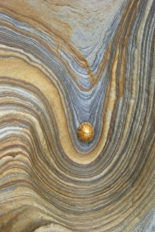 Limpet shell on sandstone rock, Northumberland, Northeast England, United Kingdom, Europe Limpet shell on sandstone rock, Northumberland, Northeast England, United Kingdom, Europe