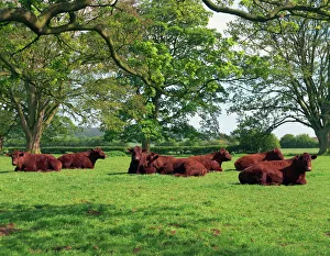 Lincoln Red herd of cattle, Donington-on-Bain, Lincolnshire, England, United Kingdom Lincoln Red herd of cattle, Donington-on-Bain, Lincolnshire, England, United Kingdom
