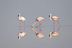Line of lesser flamingo (Phoeniconaias minor), Serengeti National Park, Tanzania Line of lesser flamingo (Phoeniconaias minor), Serengeti National Park, Tanzania
