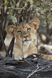 Lion (Panthera leo) cub playing with a branch, Selous Game Reserve, Tanzania, East Africa Lion (Panthera leo) cub playing with a branch, Selous Game Reserve, Tanzania, East Africa