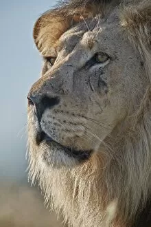 Images Dated 1st March 2017: Lion (Panthera leo), Kgalagadi Transfrontier Park, South Africa, Africa