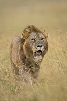 Images Dated 25th February 2005: Lion (Panthera leo), Masai Mara National Reserve, Kenya, East Africa, Africa