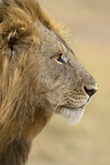Lion (Panthera leo), Masai Mara National Reserve, Kenya, East Africa, Africa Lion (Panthera leo), Masai Mara National Reserve, Kenya, East Africa, Africa