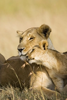 Lioness and cub (Panthera leo) showing affection Lioness and cub (Panthera leo) showing affection