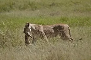 Animal Kingdom Collection: Lioness (Panthera leo) carrying a baby Cokes hartebeest, Serengeti National Park, Tanzania