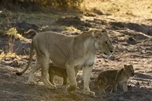 Images Dated 20th July 2017: A lioness (Panthera leo) walking with its cubs, Botswana, Africa