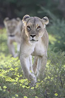 Lioness (Panthera leo) walking through yellow wildflowers, Kgalagadi Transfrontier Park Lioness (Panthera leo) walking through yellow wildflowers, Kgalagadi Transfrontier Park