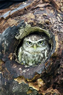 Prints of Little Owl (Athene noctua), captive, Barn Owl Centre, Gloucestershire, England, United Kingdom, Europe Gloucestershire Prints: Little Owl Print, Barn Owl Centre, Gloucestershire
