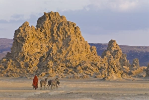 Local Afar woman with her donkeys on her way home, Lac Abbe (Lake Abhe Bad Local Afar woman with her donkeys on her way home, Lac Abbe (Lake Abhe Bad