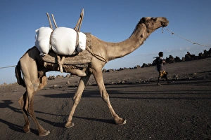 Local nomads drive camels across the desolate landscape of Lac Abbe, Djibouti, Africa Local nomads drive camels across the desolate landscape of Lac Abbe, Djibouti, Africa