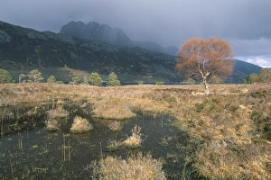 Loch Maree Scotland Prints: Loch Maree
